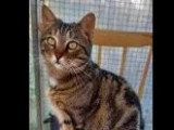 Prêt pour l'adoption : chat tigré de 4 ans
