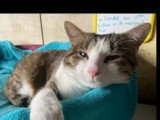 Adoption disponible : chat au pelage tigré et blanc de 3 ans