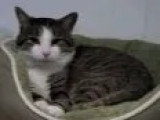 Adoption disponible : chat au pelage tigré et blanc de 3 ans