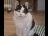 À la recherche d'une famille : 2 chattes de 15 et 13 ans