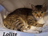À la recherche d'une famille : 2 chattes de 15 et 13 ans