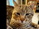 En attente d'adoption : chat tigré de 3 ans