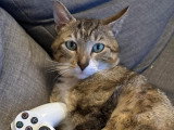 En quête d'un foyer : chat tigré de 3 ans