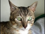 En quête d'un foyer : chat tigré de 3 ans