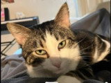 À accueillir : chat tigré de 5 ans