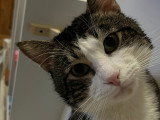 À accueillir : chat tigré de 5 ans