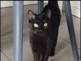 En attente d'un foyer : chaton femelle noire de 11 mois