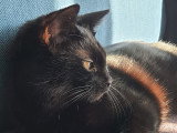 En attente d'un foyer : chaton femelle noire de 11 mois