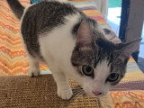 Disponible à l'adoption : chatte d'un an