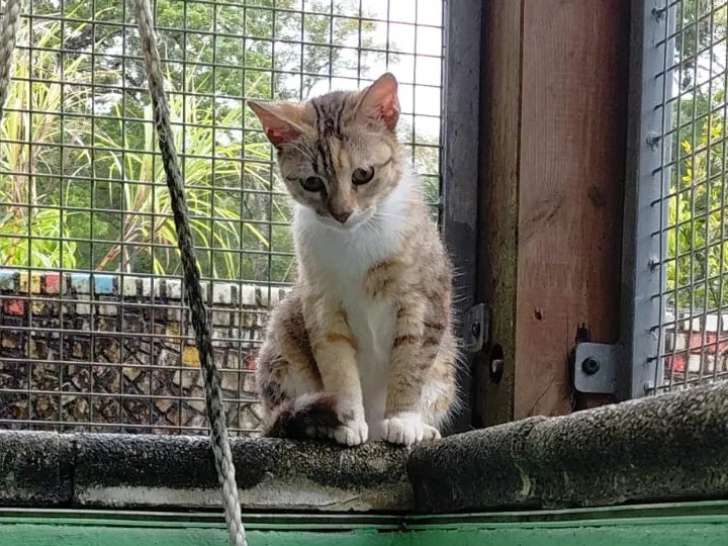 À adopter : chaton femelle de 4 mois