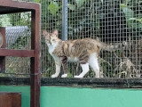 À adopter : chaton femelle de 4 mois
