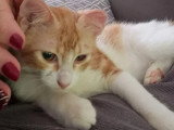 En attente d'adoption : chaton mâle de 8 mois