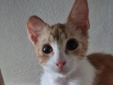 En attente d'adoption : chaton mâle de 8 mois