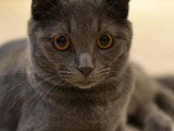 À adopter : chat d'un an (adoption avec congénère obligatoire)