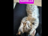 À accueillir : chaton femelle tigrée de 2 mois