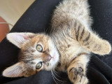 À accueillir : chaton femelle tigrée de 2 mois