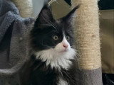 Deux chatons Maine Coon non LOOF nés en février 2026 à vendre
