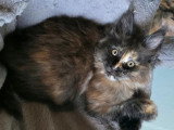 Deux chatons Maine Coon non LOOF nés en février 2026 à vendre