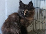 Deux chatons Maine Coon non LOOF nés en février 2026 à vendre