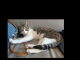 En attente d'un foyer : chaton femelle tigrée et blanche de 6 mois