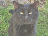À la recherche d'une famille : chat noir de 4 ans