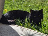 À la recherche d'une famille : chat noir de 4 ans