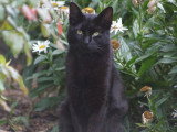 En quête d'un foyer : chat noir de 2 ans