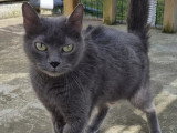 En attente d'adoption : chatte grise de 10 ans