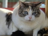 En quête d'un foyer : duo de chats tigrés et blancs de 10 ans