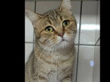 Prête pour l'adoption : chaton femelle tigrée de 6 mois