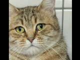 Prête pour l'adoption : chaton femelle tigrée de 6 mois