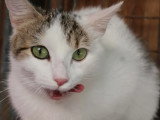 Adoption disponible : chatte tigrée et blanche d'un an