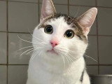 À adopter : chat tigré et blanc de 2 ans