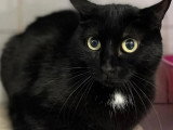 En attente d'un foyer : chatte noire d’un an