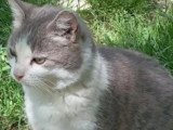 Disponible à l'adoption : chat gris et blanc de 6 ans