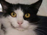 À la recherche d'une famille : chat noir et blanc de 3 ans