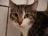 En quête d'un foyer : chaton femelle tigrée et blanche de 10 mois