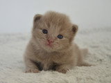 Baggy, chaton Munchkin LOOF à vendre
