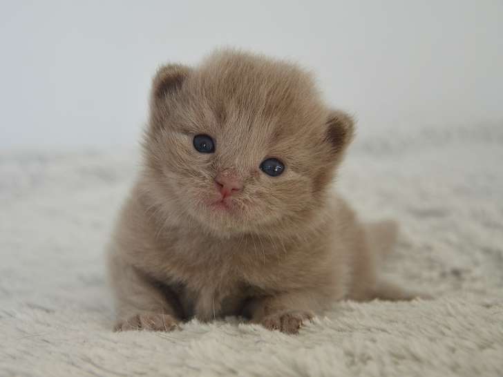 Baggy, chaton Munchkin LOOF à vendre