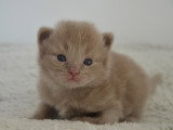 Baggy, chaton Munchkin LOOF à vendre