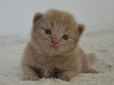 Baggy, chaton Munchkin LOOF à vendre