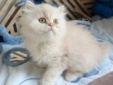 Chaton British Longhair crème silver shaded mâle LOOF réservation