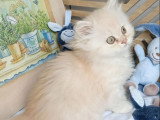 Chaton British Longhair crème silver shaded mâle LOOF réservation