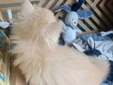 Chaton British Longhair crème silver shaded mâle LOOF réservation
