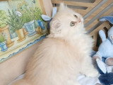 Chaton British Longhair crème silver shaded mâle LOOF réservation
