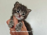 4 chatons Maine Coon LOOF à réserver bleu et brown tabby d'avril 2026