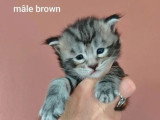 4 chatons Maine Coon LOOF à réserver bleu et brown tabby d'avril 2026