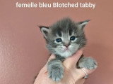 4 chatons Maine Coon LOOF à réserver bleu et brown tabby d'avril 2026
