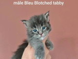 4 chatons Maine Coon LOOF à réserver bleu et brown tabby d'avril 2026