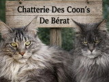 4 chatons Maine Coon LOOF à réserver bleu et brown tabby d'avril 2026